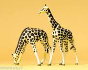 Girafas 