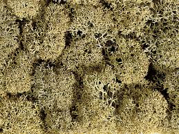 Pacote de Lichen com 35 grs 