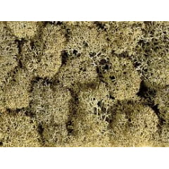 Pacote de Lichen com 35 grs 